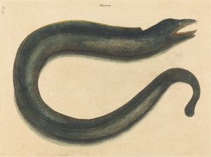 Die Muräne Muraena helena, veröffentlicht 1731-1743
