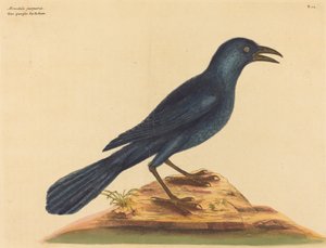 Der Purpurgrackel