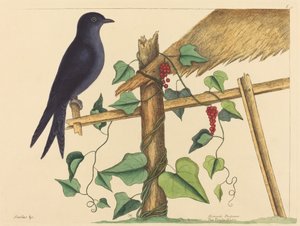 Die Purpurschwalbe (Hirundo purpurea) von Mark Catesby