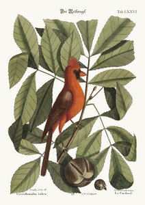 Der rote Vogel
