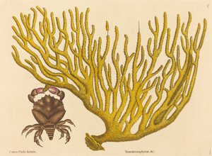 Der Rotklauenkrabbe Cancer erythropus, veröffentlicht 1731-1743 von Mark Catesby