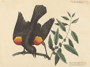 Der Rotflügelstar Oriolus phoeniceus, veröffentlicht 1754 von Mark Catesby