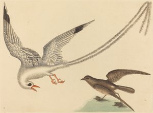 Der Reisvogel Emberiza oryzivora, veröffentlicht 1731-1743