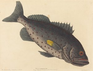 Der Felsenfisch (Perca venenosa)