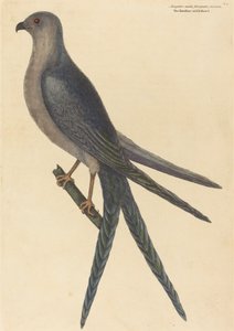 Der Schwalbenschwanzfalke Falco furcatus, veröffentlicht 1754 von Mark Catesby