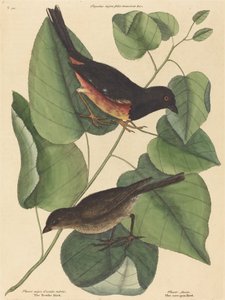 Der Towhe-Vogel (Fringilla erythrophthalma) von Mark Catesby