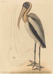Der Waldpelikan Tantalus Loculator von Mark Catesby