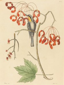 Der Gelbkehlige Kletterer von Mark Catesby