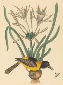 Der gelbe und schwarze Pye (Oriolus Icterus) von Mark Catesby