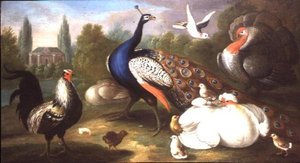 Ein Pfau, Truthahn, Henne, Hahn und Taube an einem Fluss von Marmaduke Craddock