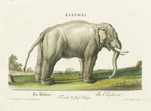 Asiatischer Elefant in Ketten von Martin Elias Ridinger