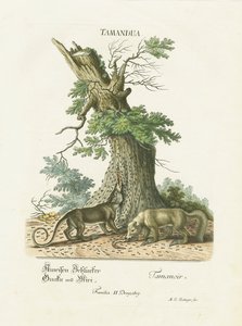 Kleine Ameisenbären unter einem Baum von Martin Elias Ridinger