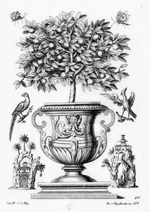 Zitrusbäume, ca. 1735