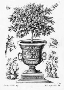Zitrusbäume, ca. 1735