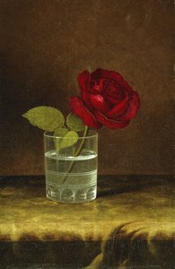 Eine rote Rose