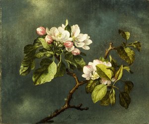 Apfelblüten