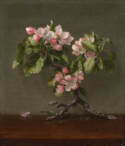 Apfelblüten, 1873 von Martin Johnson Heade