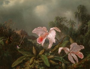 Dschungel-Orchideen und Kolibris