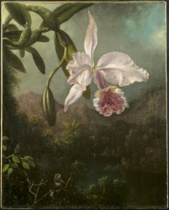 Orchideenblüten