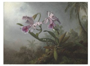 Rosa Orchideen und Kolibri auf einem Zweig, 1875 von Martin Johnson Heade