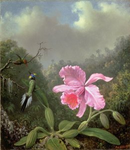 Stillleben mit einer Orchidee und einem Paar Kolibris, ca. 1890er