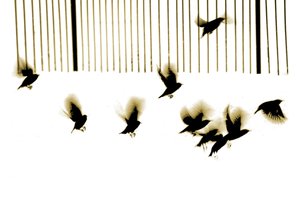 Stare, 2003