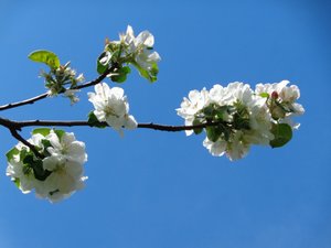 Apfelblüte