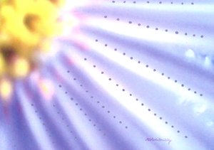 Blaue Blume