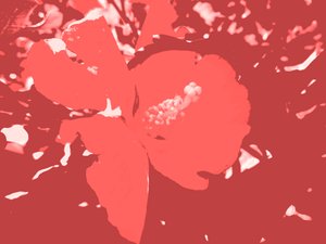 Blüte von Martina Konitzky
