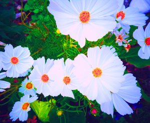 Blumen von Martina Konitzky