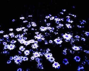 Blumen am Feldrand von Martina Konitzky