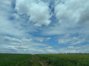 Felder im Sommer