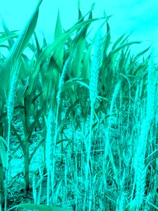 Felder im Sommer
