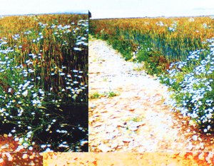 Feldweg