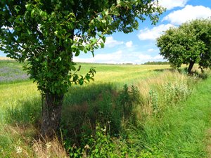 Feldweg im Sommer
