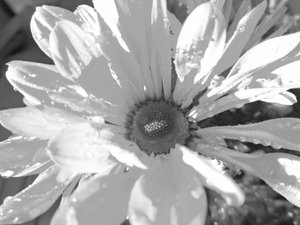 Grau