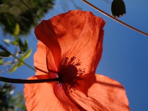 Mohnblumen