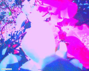 Rosen