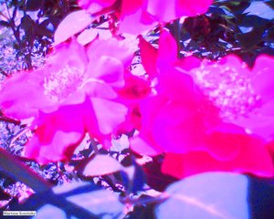 Rosen