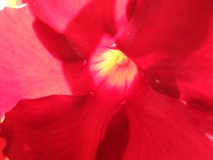 Rote Blüte