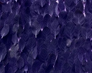 Salbei