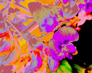 Sommerblumen