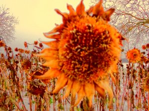 Sonnenblume im Winter Hommage an Vincent van Gogh von Martina Konitzky