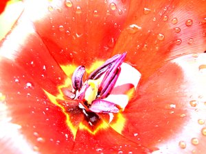 Tulpe