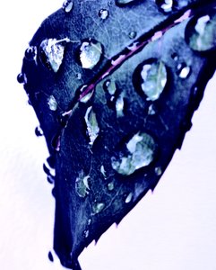 Wassertropfen Blau