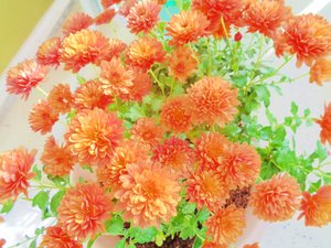 Chrysanthemen2