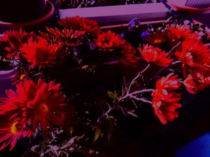 Chrysanthemen4