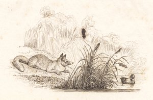 Illustration zu "Halvhundrede Fabler for Børn" von Hey