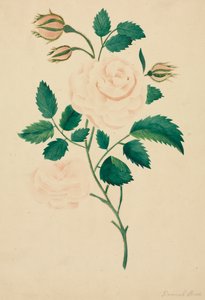 Damastrose von Mary Altha Nims