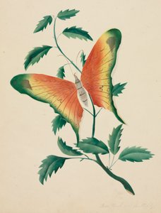 Rosenstrauch und Schmetterling